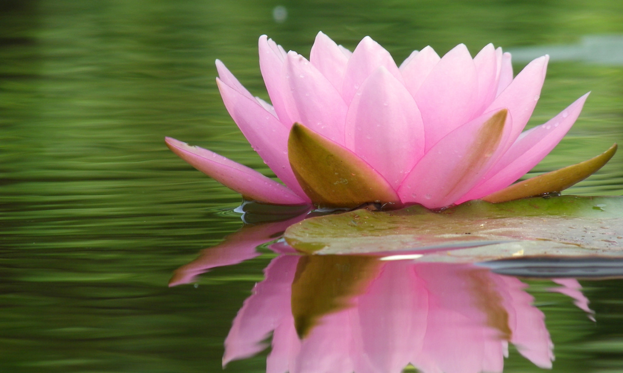 cropped-floating-lotus.jpg – Carolyn Schaefer Placko, LCSW